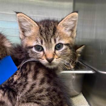 Daisy -  Domestic Short Hair Cat Available for Adoption in Englewood, Florida - Daisy | PetCurious
