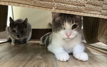 Rescue Domestic Short Hair Cats for Adoption in Oakland, California - Sonny | PetCurious