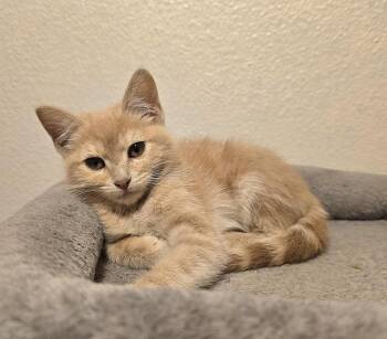 Gabby -  Domestic Short Hair Cat for Adoption in Vancouver, Washington - Gabby | PetCurious