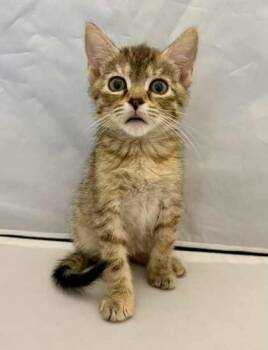 Rescue Domestic Short Hair Cats for Adoption in Picayune, Mississippi - Jayden | PetCurious