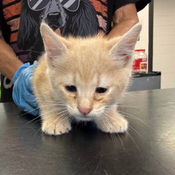 Alfalfa -  Domestic Short Hair Cat for Adoption in Ponca City, Oklahoma - Alfalfa | PetCurious