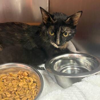 Domestic Short Hair Cats Available for Adoption in St. Louis, Missouri - Kaleidoscope | PetCurious