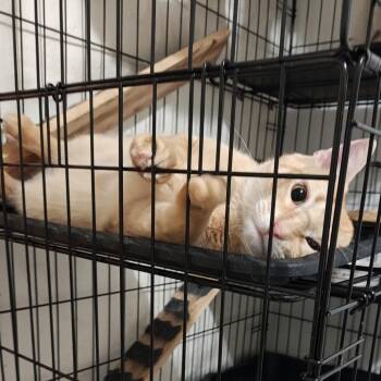 Cheshire -  Domestic Short Hair Cat for Adoption in Tulsa, Oklahoma - Cheshire | PetCurious