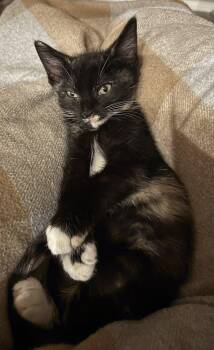 Kiki -  Domestic Short Hair Cat for Adoption in San Tan Valley, Arizona - Kiki | PetCurious
