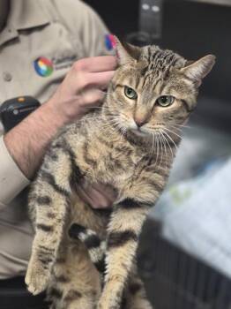 Domestic Short Hair Cats Available for Adoption in Lawrenceville, Georgia - Pen 13c Caspian | PetCurious