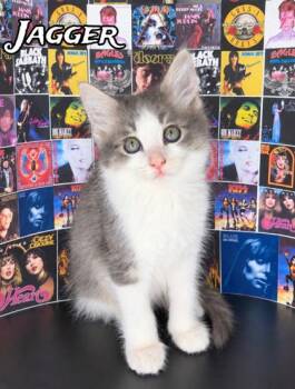Jagger -  Domestic Medium Hair and Domestic Short Hair Cat for Adoption in Morton Grove, Illinois - Jagger | PetCurious