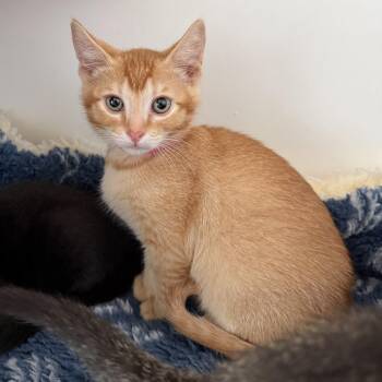 Garfield -  Domestic Short Hair Cat for Adoption in Oakland, California - Garfield | PetCurious
