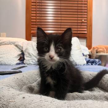 Flint -  Domestic Long Hair and Maine Coon Cat for Adoption in Mastic, New York - Flint | PetCurious