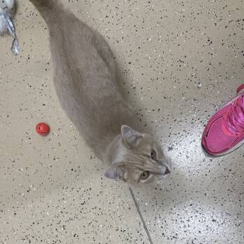 Rescue Domestic Short Hair Cats for Adoption in Decorah, Iowa - Georgia | PetCurious