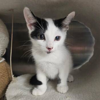 Mr. Moo -  Domestic Short Hair Cat for Adoption in Grantsville, Utah - Mr. Moo | PetCurious