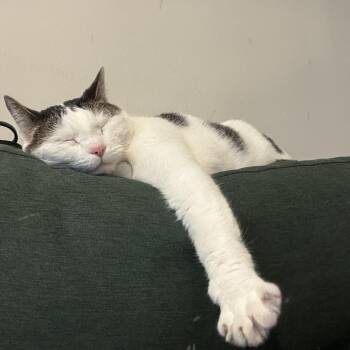 Domestic Short Hair Cats Available for Adoption - Mowee | PetCurious