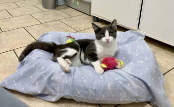 Rescue Domestic Short Hair and Tuxedo Cats for Adoption in Mccormick, South Carolina - Danny | PetCurious