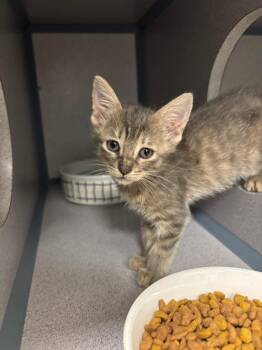 Bo Peep -  Domestic Short Hair Cat for Adoption in Liverpool, New York - Bo Peep | PetCurious