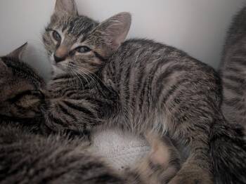 Bada -  Domestic Short Hair Cat for Adoption in Hyde Park, New York - Bada | PetCurious