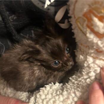 Domestic Medium Hair Cats Available for Adoption - Rhode Island | PetCurious