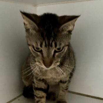 Rescue Domestic Short Hair Cats for Adoption in Sarasota, Florida - Michi | PetCurious