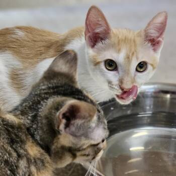 Boudin -  Domestic Short Hair Cat for Adoption in Houston, Texas - Boudin | PetCurious