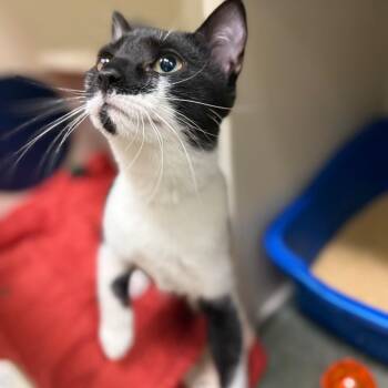 Domestic Short Hair Cats Available for Adoption in Fairport, New York - Karma | PetCurious