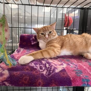 Rescue Domestic Short Hair Cats for Adoption in Johnston, Rhode Island - Grace | PetCurious