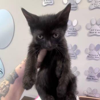 Espresso -  Domestic Short Hair Cat for Adoption in Jupiter, Florida - Espresso | PetCurious