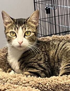 Maisie -  Domestic Short Hair Cat for Adoption in Harrison, New York - Maisie | PetCurious