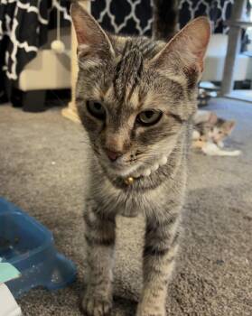 Sage -  Domestic Short Hair Cat for Adoption in Maineville, Ohio - Sage | PetCurious