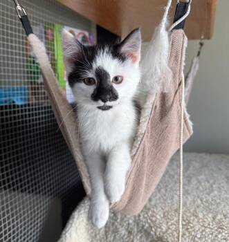 Domestic Short Hair Cats Available for Adoption - Milo | PetCurious