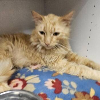 Domestic Long Hair Cats Available for Adoption in Duncan, Oklahoma - Dean | PetCurious