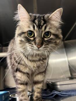 Domestic Long Hair Cats Available for Adoption in Burlington, Ontario - Pasquale CS-047/26 | PetCurious