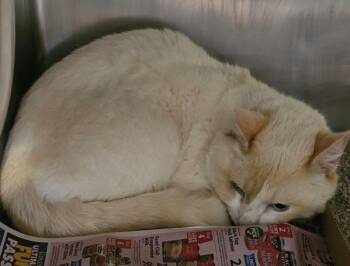 Domestic Short Hair Cats Available for Adoption - Butters | PetCurious