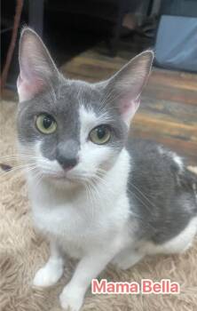 Domestic Short Hair Cats Available for Adoption - Mama Bella | PetCurious
