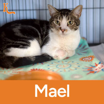 Rescue Domestic Short Hair Cats for Adoption in Desert Hot Springs, California - Mael | PetCurious