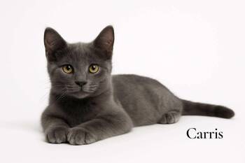 Rescue Domestic Short Hair Cats for Adoption in Stevensville, Michigan - Carris | PetCurious
