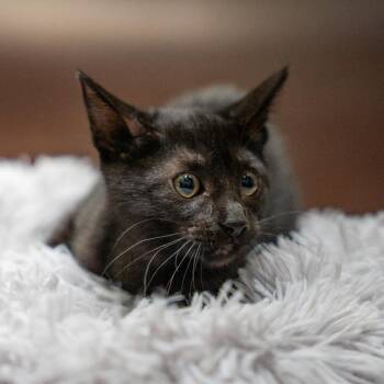 Tiny -  Domestic Short Hair Cat for Adoption in Gainesville, Georgia - Tiny | PetCurious