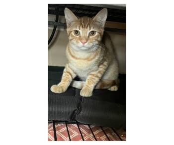 Rescue Domestic Short Hair Cats for Adoption in Grovetown, Georgia - Blaze | PetCurious