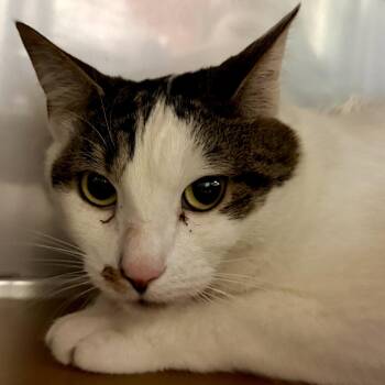 Domestic Short Hair Cats Available for Adoption in Oakland, California - Washi (bonded W/Mito) | PetCurious