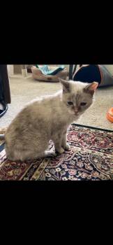 Rocky -  Siamese Cat for Adoption in Greensburg, Pennsylvania - Rocky | PetCurious