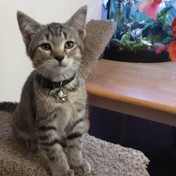 Domestic Short Hair Cats Available for Adoption - Kit Kat | PetCurious