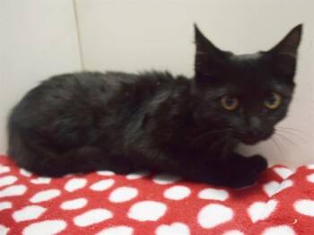 TUESDAY -  Domestic Short Hair Cat for Adoption in Sacramento, California - TUESDAY | PetCurious