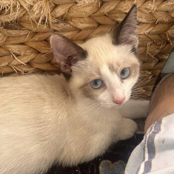 Rescue Snowshoe and Siamese Cats for Adoption in Orange, California - Cindy Lou Who | PetCurious