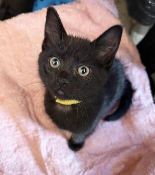 Cleo -  Domestic Short Hair Cat for Adoption in Durango, Colorado - Cleo | PetCurious