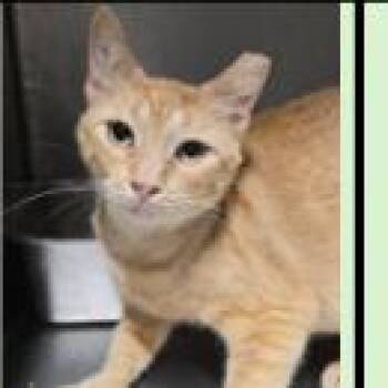 Hostess -  Domestic Short Hair Cat for Adoption in Morristown, Vermont - Hostess | PetCurious