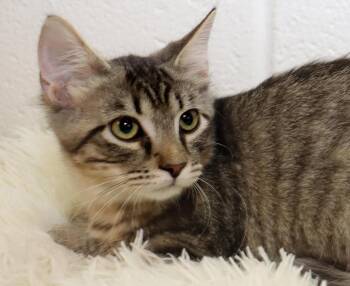 Nina -  Tabby Cat for Adoption in Euclid, Ohio - Nina | PetCurious