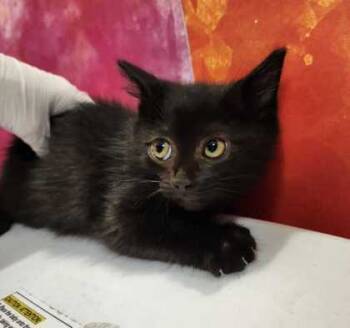 Rescue Domestic Short Hair Cats for Adoption in Bryan, Texas - 59821126 | PetCurious