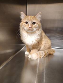 Rescue American Shorthair Cats for Adoption in Pueblo, Colorado - Papricka | PetCurious