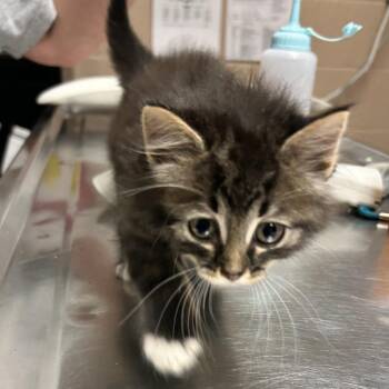 Domestic Medium Hair Cats Available for Adoption in Newport, North Carolina - Shenzi | PetCurious