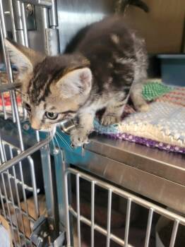 Tanner -  Domestic Short Hair Cat for Adoption in Ashland, Wisconsin - Tanner | PetCurious