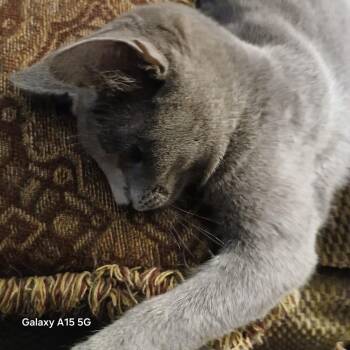 Domestic Short Hair Cats Available for Adoption - Grayson | PetCurious