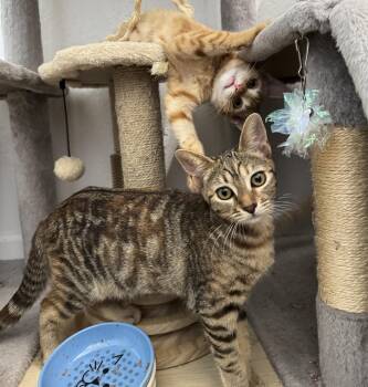 Rescue Tabby and Domestic Short Hair Cats for Adoption in Vallejo, California - Bella | PetCurious