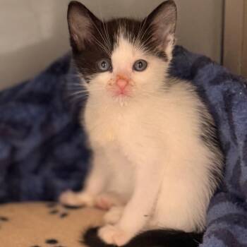Sabrina 3 -  Domestic Short Hair Cat for Adoption in Cumming, Georgia - Sabrina 3 | PetCurious